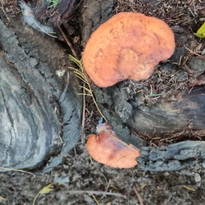 Trametes coccinea (Scarlet Bracket) at O'Malley, ACT - 18 May 2024 by Mike