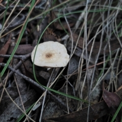 Lepiota sp. (Lepiota) at Captains Flat, NSW - 18 May 2024 by Csteele4