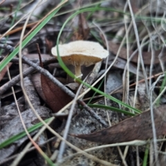 Lepiota sp. at QPRC LGA - 18 May 2024 04:49 PM