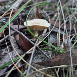 Lepiota sp. at QPRC LGA - 18 May 2024