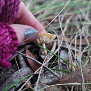 Lepiota sp. at QPRC LGA - 18 May 2024