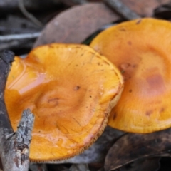 Unidentified Fungus at Moruya, NSW - 18 May 2024 by LisaH