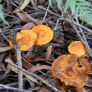 zz agaric (stem; gills not white/cream) at Broulee Moruya Nature Observation Area - suppressed