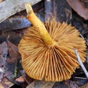 zz agaric (stem; gills not white/cream) at Broulee Moruya Nature Observation Area - suppressed
