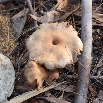 Unidentified Fungus at Broulee Moruya Nature Observation Area - 18 May 2024 by LisaH