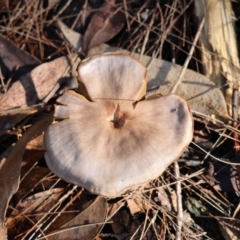 Cortinarius sp. at Broulee Moruya Nature Observation Area - suppressed