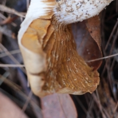 Cortinarius sp. at Broulee Moruya Nature Observation Area - suppressed