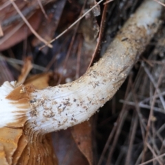Cortinarius sp. at Broulee Moruya Nature Observation Area - suppressed