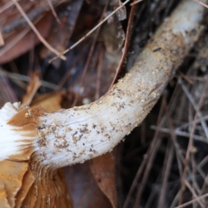 Cortinarius sp. at Broulee Moruya Nature Observation Area - suppressed