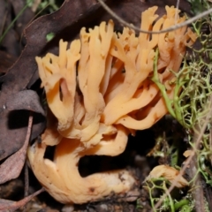 Ramaria sp. (A Coral fungus) at Tidbinbilla Nature Reserve - 18 May 2024 by TimL