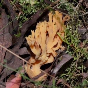 Ramaria sp. (genus) at Tidbinbilla Nature Reserve - 18 May 2024 12:02 PM