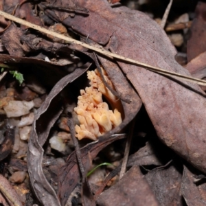 Ramaria sp. (genus) at Tidbinbilla Nature Reserve - 18 May 2024 12:02 PM