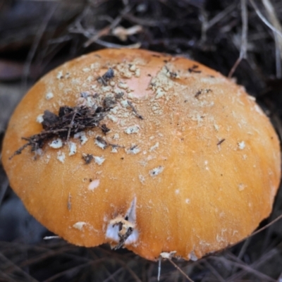 Amanita armeniaca at Broulee Moruya Nature Observation Area by LisaH