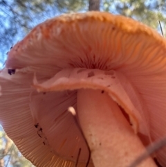 Amanita armeniaca at Broulee Moruya Nature Observation Area - suppressed