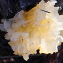 Tremella fuciformis (Snow Fungus) at Broulee Moruya Nature Observation Area - 18 May 2024 by LisaH