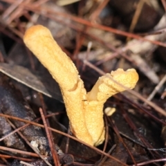 Unidentified Fungus at Moruya, NSW - 18 May 2024 by LisaH