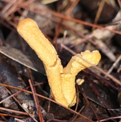 Unidentified Fungus at Moruya, NSW - 18 May 2024 by LisaH