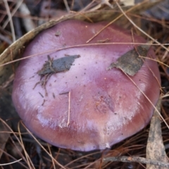 Cortinarius sp. (Cortinarius) at Broulee Moruya Nature Observation Area - 18 May 2024 by LisaH