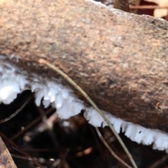Unverified Other fungi on wood by LisaH