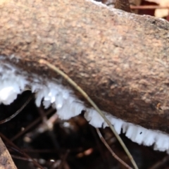 Unidentified Other fungi on wood at Broulee Moruya Nature Observation Area - 18 May 2024 by LisaH