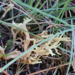 Unidentified Coralloid fungus, markedly branched at Moruya, NSW - 18 May 2024 by LisaH