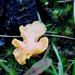 Unverified Fungus by LisaH