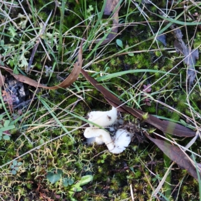 Unverified Fungus at  - suppressed by LisaH