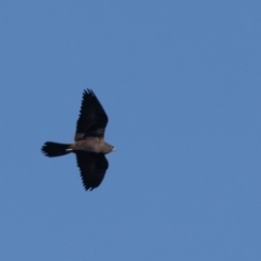 Falco subniger (Black Falcon) at Jerrabomberra Wetlands - 18 May 2024 by rawshorty