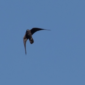 Falco subniger at Jerrabomberra Wetlands - 18 May 2024 09:05 AM