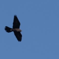 Falco subniger at Jerrabomberra Wetlands - 18 May 2024 09:05 AM