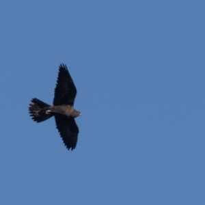 Falco subniger at Jerrabomberra Wetlands - 18 May 2024 09:05 AM