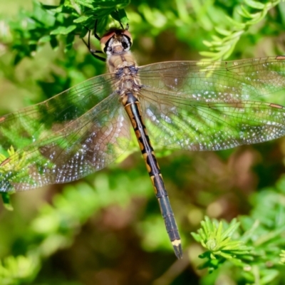 Hemicordulia tau (Tau Emerald) at Broulee Moruya Nature Observation Area - 18 May 2024 by LisaH