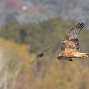 Circus approximans at Jerrabomberra Wetlands - 18 May 2024