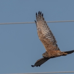 Circus approximans at Jerrabomberra Wetlands - 18 May 2024