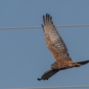 Circus approximans at Jerrabomberra Wetlands - 18 May 2024