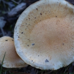 Unidentified Fungus at Moruya, NSW - 18 May 2024 by LisaH