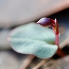 Corybas unguiculatus (Small Helmet Orchid) at Broulee Moruya Nature Observation Area - 18 May 2024 by LisaH