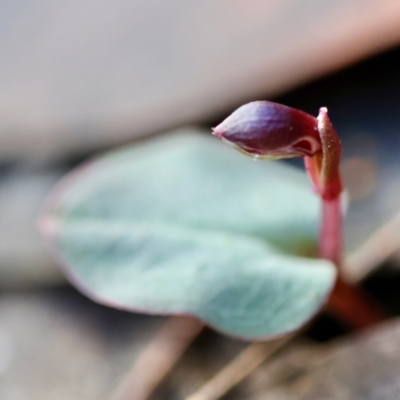 Corybas unguiculatus at Broulee Moruya Nature Observation Area - 18 May 2024 by LisaH