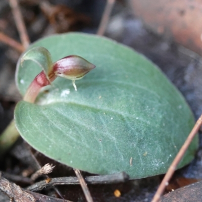 Corybas unguiculatus at  - suppressed by LisaH