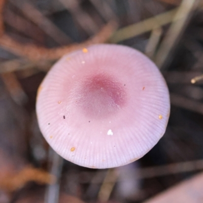 Mycena pura (Mycena pura) by LisaH