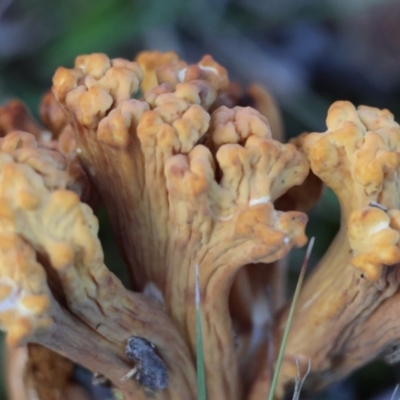 Ramaria sp. (A Coral fungus) at Broulee Moruya Nature Observation Area - 18 May 2024 by LisaH