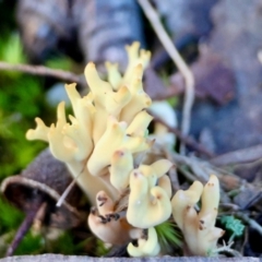 Ramaria sp. (A Coral fungus) at Broulee Moruya Nature Observation Area - 18 May 2024 by LisaH