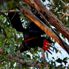 Calyptorhynchus lathami lathami (Glossy Black-Cockatoo) at Broulee Moruya Nature Observation Area - 18 May 2024 by LisaH