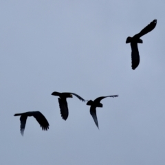 Calyptorhynchus lathami (Glossy Black-Cockatoo) at Broulee Moruya Nature Observation Area - 17 May 2024 by LisaH