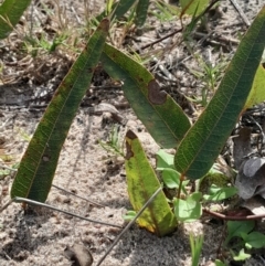 Hardenbergia violacea (False Sarsaparilla) at Broulee Moruya Nature Observation Area - 18 May 2024 by Venture