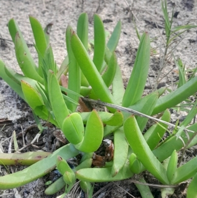 Carpobrotus glaucescens (Pigface) at Broulee Moruya Nature Observation Area - 18 May 2024 by Venture