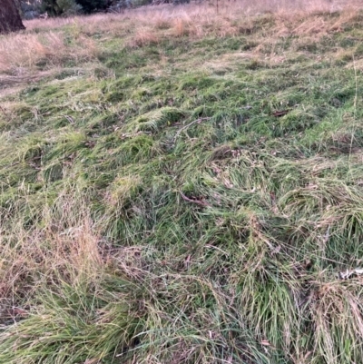 Nassella neesiana (Chilean Needlegrass) at Mount Majura - 17 May 2024 by waltraud