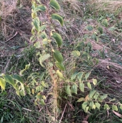 Celtis australis (Nettle Tree) at Hackett, ACT - 17 May 2024 by waltraud