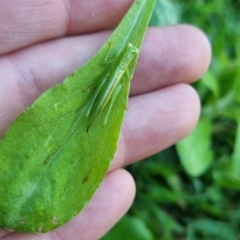 Austrophlugis orumbera (a swayer) at Burnside, QLD - 18 May 2024 by clarehoneydove