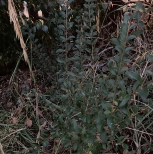 Ligustrum sinense at Mount Majura - 17 May 2024 05:22 PM